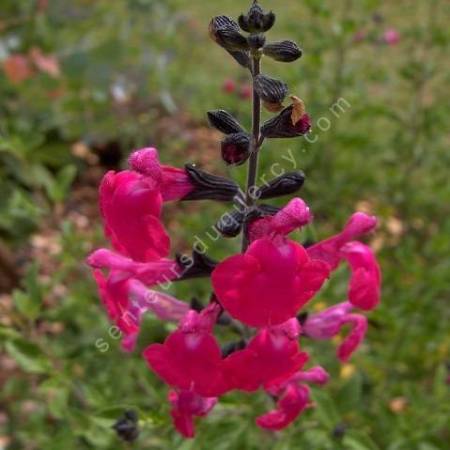 Fleur de Salvia 'Pink Blush' - Sauge arbustive rose