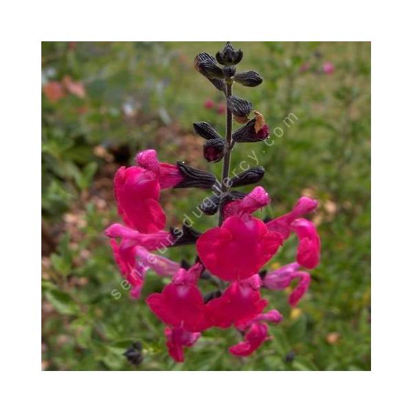 Fleur de Salvia 'Pink Blush' - Sauge arbustive rose