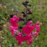Fleur de Salvia 'Pink Blush' - Sauge arbustive rose