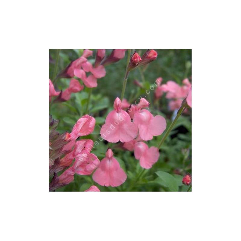 Fleur de Salvia 'Ribambelle' - Sauge arbustive rose