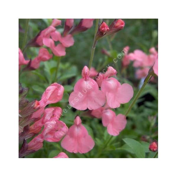 Fleur de Salvia 'Ribambelle' - Sauge arbustive rose