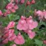 Fleur de Salvia 'Ribambelle' - Sauge arbustive rose