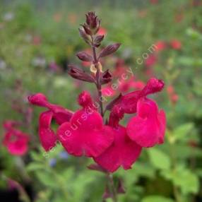 Fleur de Salvia 'Rapsberry Royale' - Sauge arbustive framboise