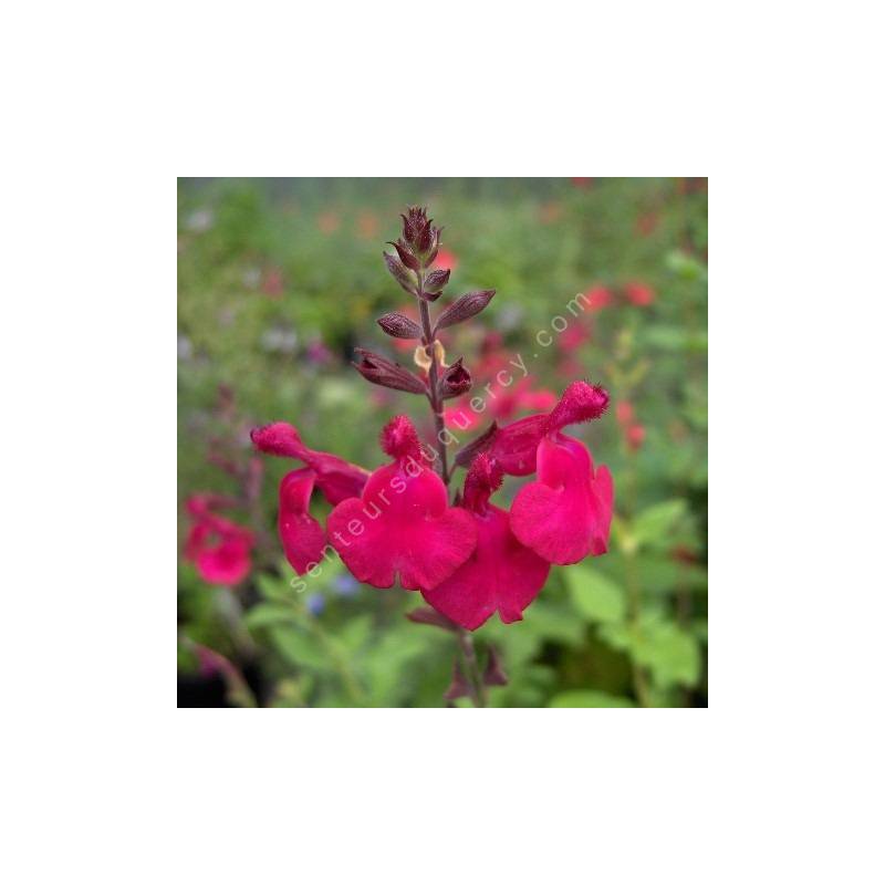 Fleur de Salvia 'Rapsberry Royale' - Sauge arbustive framboise