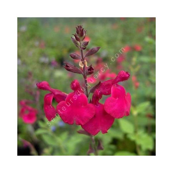 Fleur de Salvia 'Rapsberry Royale' - Sauge arbustive framboise