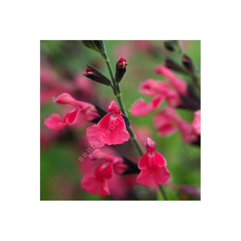 Fleur de Salvia 'La Siesta' - Sauge arbustive rose