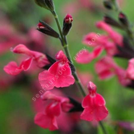Fleur de Salvia 'La Siesta' - Sauge arbustive rose
