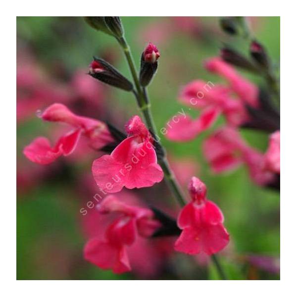 Fleur de Salvia 'La Siesta' - Sauge arbustive rose