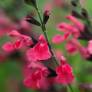 Fleur de Salvia 'La Siesta' - Sauge arbustive rose