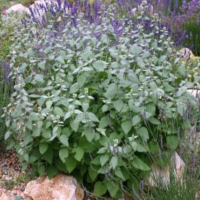 Ballota rupestris - Ballote des rochers