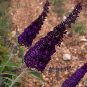 Buddleja davidii 'Black Night' - Arbre aux papillons noir