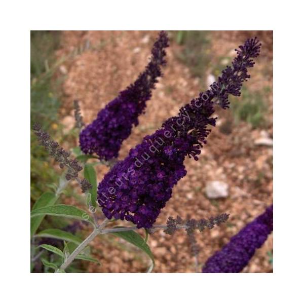 Buddleja davidii 'Back Knight' - Arbre aux papillons