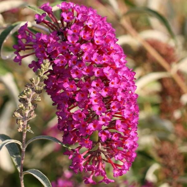 Buddleja davidii 'Nanho Purple' Buddleja davidii 'Nanho Purple'