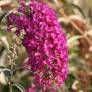 Buddleja davidii 'Nanho Purple'