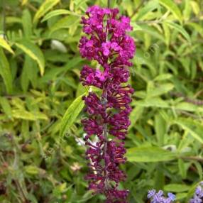 Buddleja davidii 'Santana'