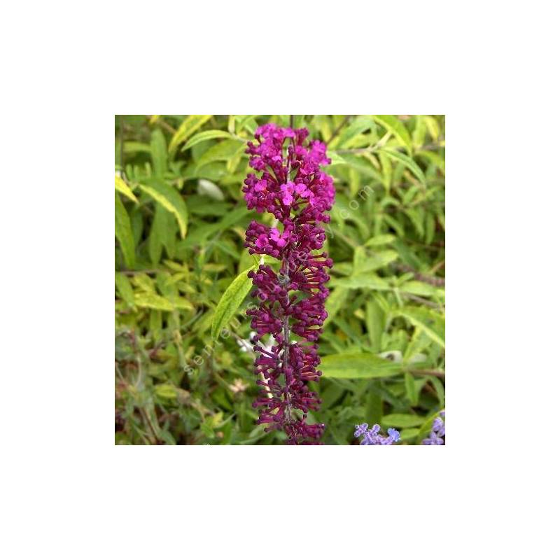 Buddleja davidii 'Santana'