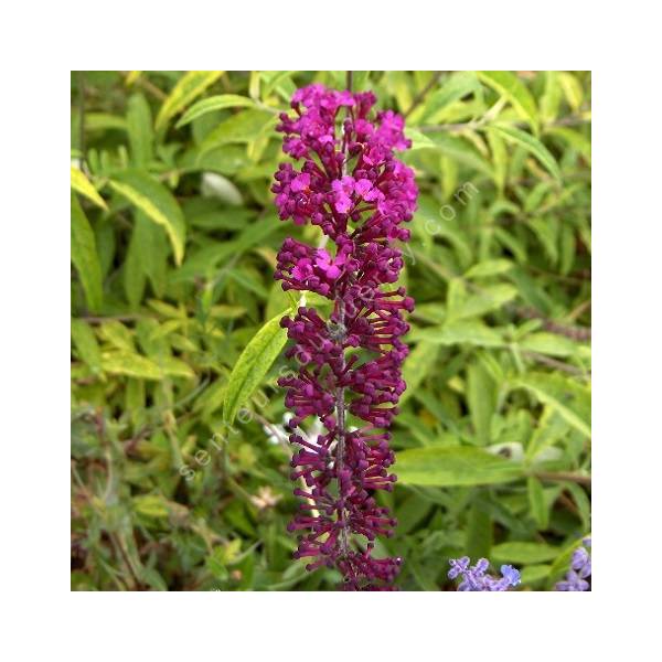 Buddleja davidii 'Santana'