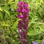 Buddleja davidii 'Santana'