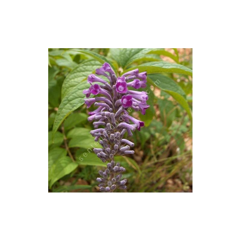 Buddleja lindleyana