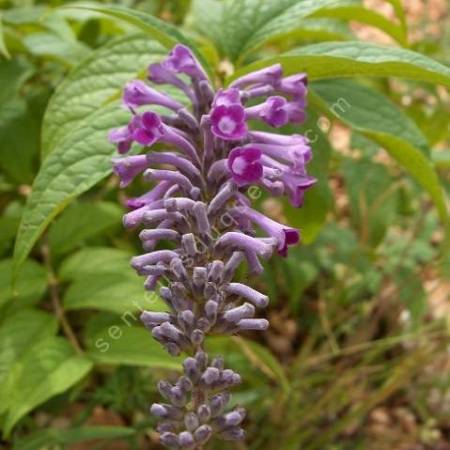 Buddleja lindleyana