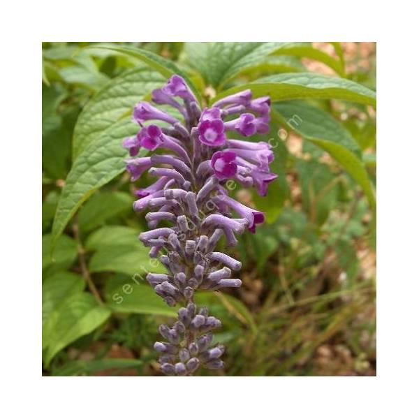 Buddleja lindleyana