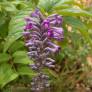 Buddleja lindleyana