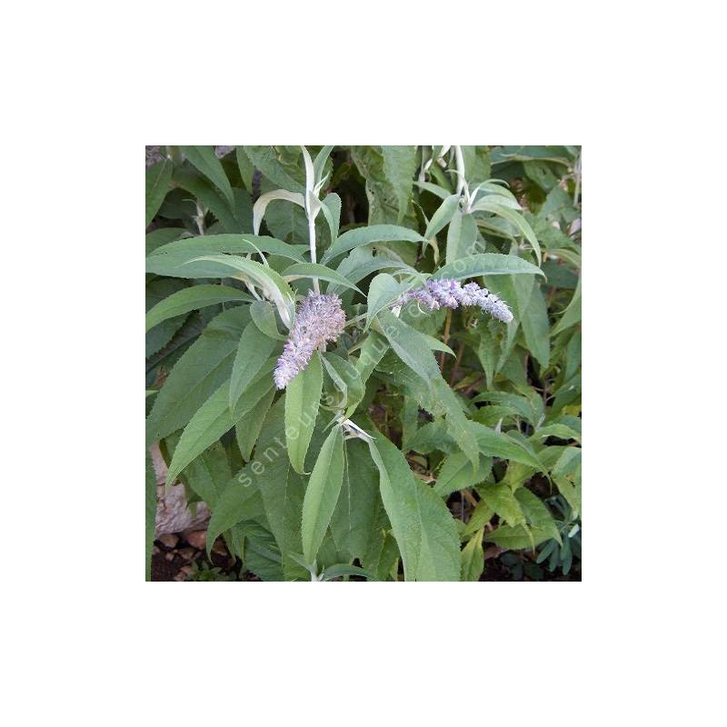 Buddleja nivea, Buddleia du Yunnan