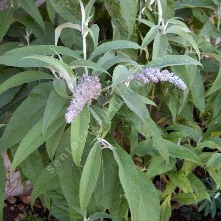 Buddleja nivea, Buddleia du Yunnan