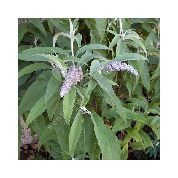 Buddleja nivea, Buddleia du Yunnan