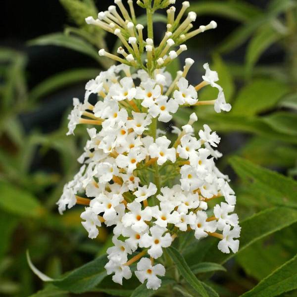 Buddleja davidii 'White Bouquet', Arbre aux papillons blanc Buddleja davidii 'White Bouquet', Arbre aux papillons blanc