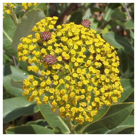https://www.senteursduquercy.com/3504-thickbox/bupleurum-fruticosum-buplevre-ligneux.jpg