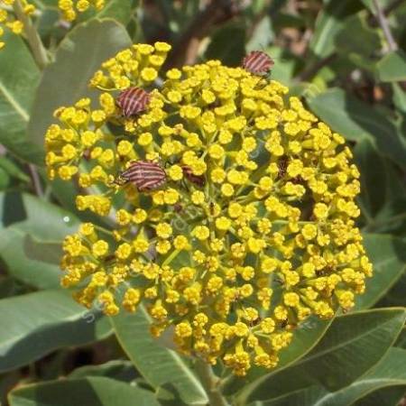 Bupleurum fruticosum - Buplèvre ligneux