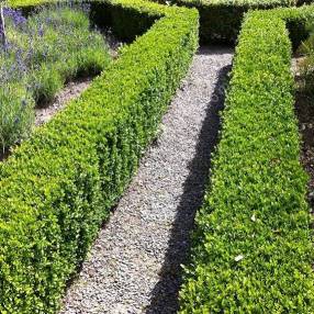 Buxus sempervirens - Buis commun