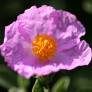 Cistus creticus subsp. corsicus - Ciste de Corse