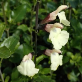 Salvia 'Cherbourg' - Sauge arbustive jaune