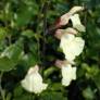 Fleur de Salvia 'Cherbourg' - Sauge arbustive jaune