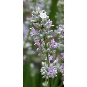 Lavandula angustifolia 'Coconut Ice', Vraie Lavande