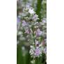 Lavandula angustifolia 'Coconut Ice', Vraie Lavande