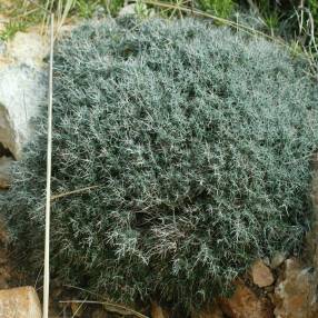 Teucrium subspinosum, Germandrée maritime épineuse