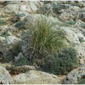 Teucrium subspinosum, Germandrée maritime épineuse