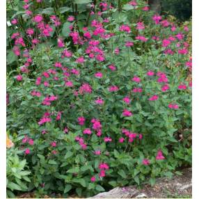 touffe de Salvia 'Cerro Potosi' - Sauge arbustive rose