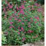 touffe de Salvia 'Cerro Potosi' - Sauge arbustive rose