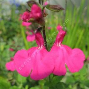 Fleur de Salvia 'Cerro Potosi' - Sauge arbustive rose