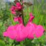 Fleur de Salvia 'Cerro Potosi' - Sauge arbustive rose