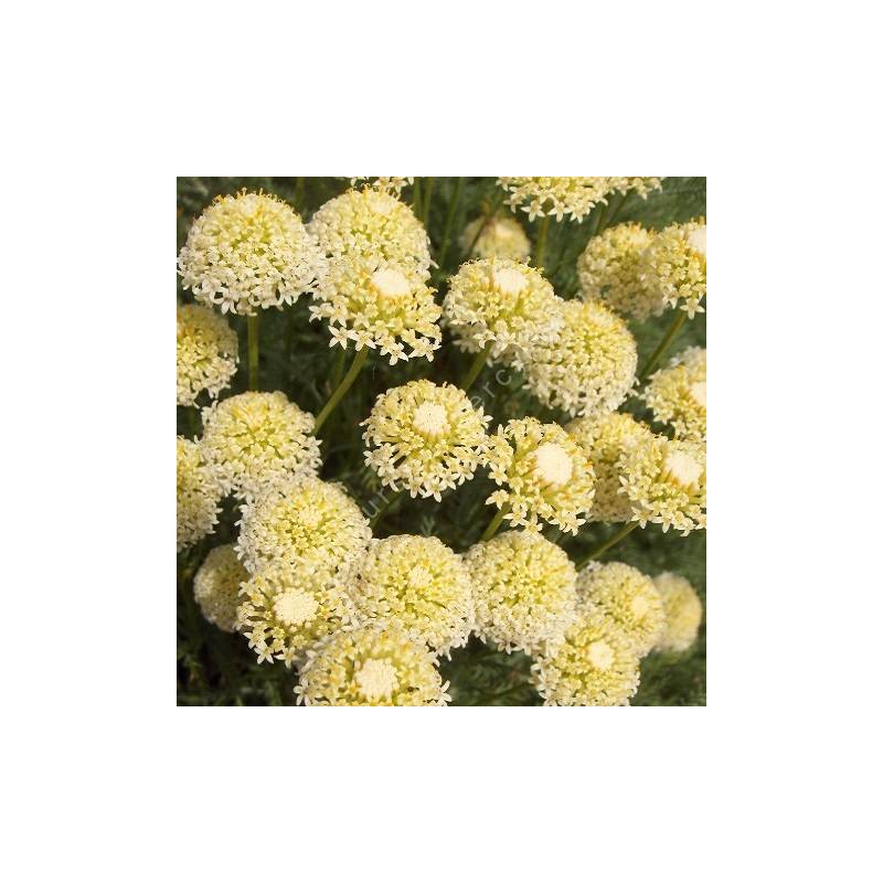 Santolina benthamiana - Santoline à fleurs blanches  