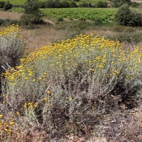 Santolina chamaecyparissus - Santoline petit cyprès