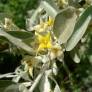 Elaeagnus angustifolia - Olivier de Bohème