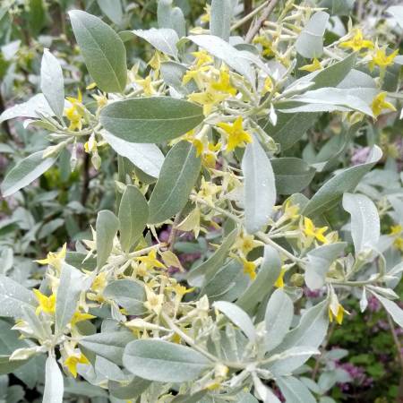 Elaeagnus angustifolia - Olivier de Bohème