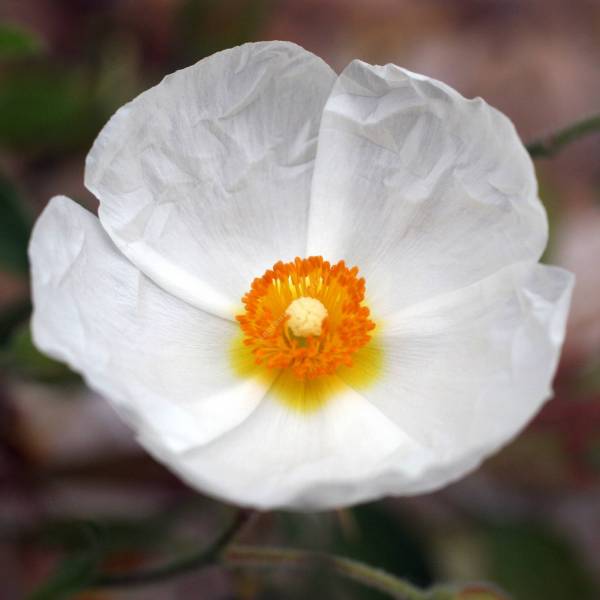 Cistus x dubius