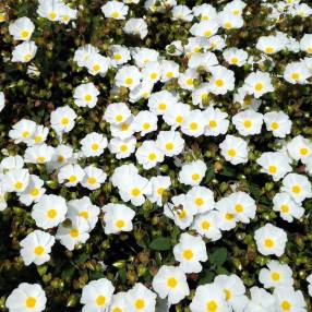 Cistus x hybridus syn. corbariensis - Ciste des Corbières